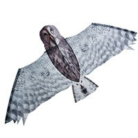 Grey Owl Kite
