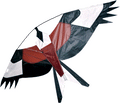 Red Kite